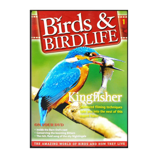 Birds & Birdlife 1 Kingfisher