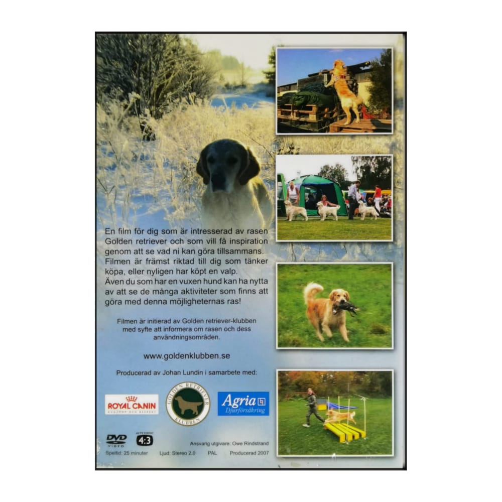 Golden Retriever: Möjligheternas Ras