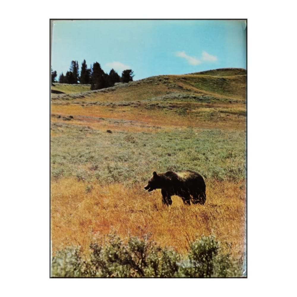 Nordamerika: Natur Och Djurliv