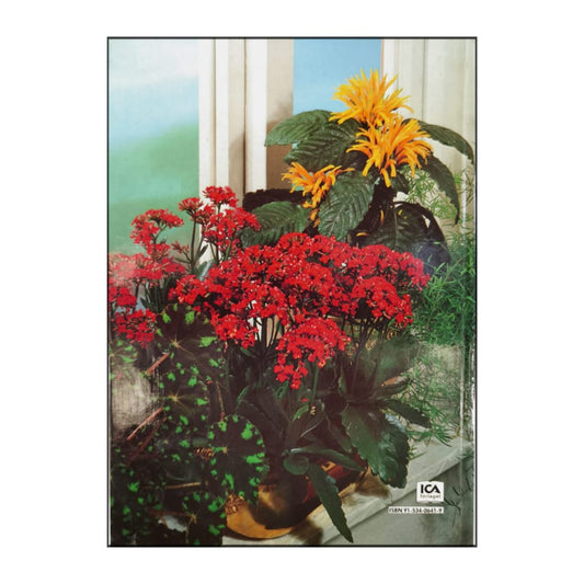 Allt Om Krukväxter 4 Blommor I Kruka