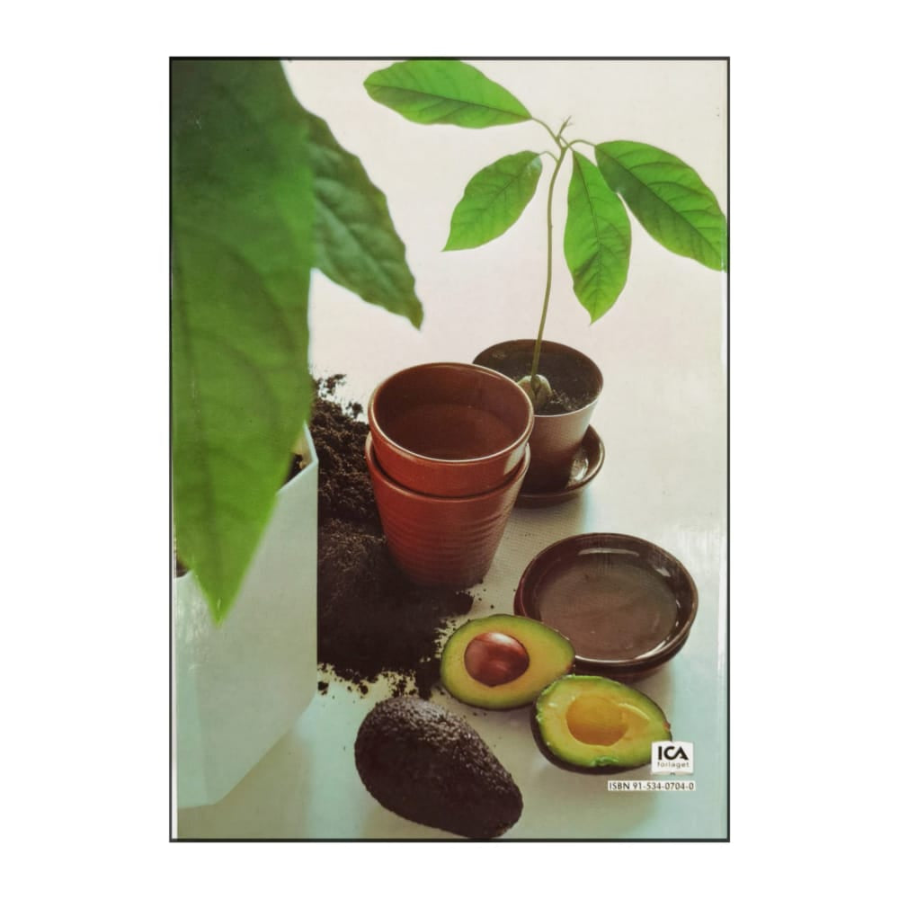 Allt Om Krukväxter 15 Plantera Kärnor