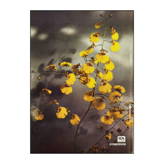 Allt Om Krukväxter 20 Orkidéer 2