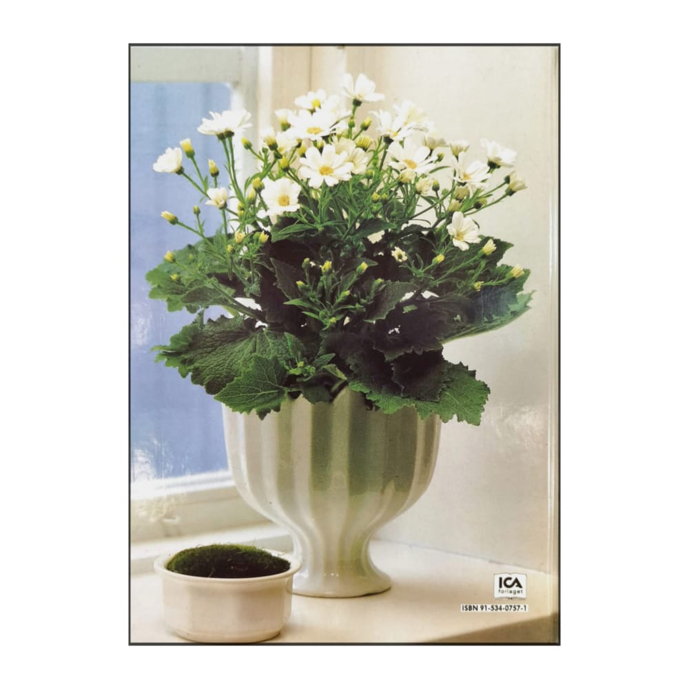 Allt Om Krukväxter 24 Vackra Vita Blommor