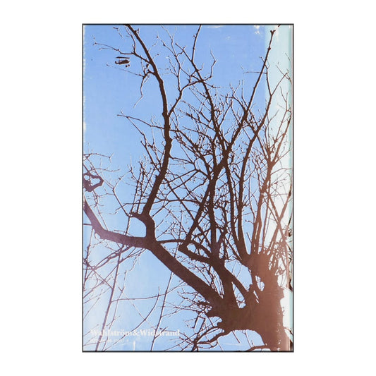 Ulf Lundell: Tårpilen