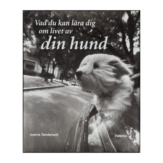 Joanna Sandsmark: Vad Du Kan Lära Dig Om Livet Av Din Hund