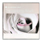 The National Trust: The Wedding Album