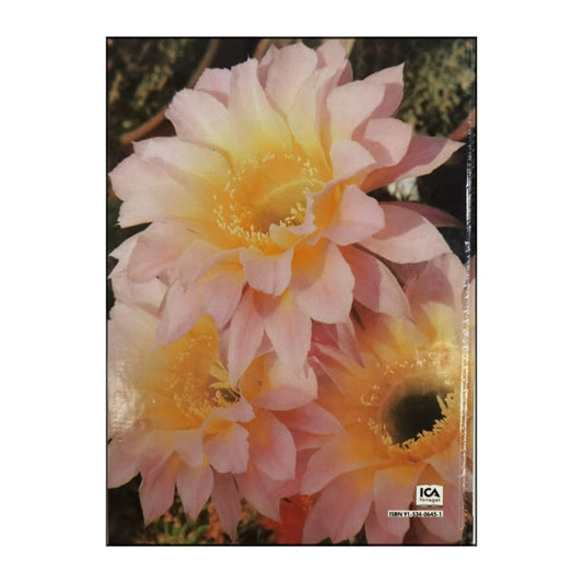 Allt Om Krukväxter 8 Kaktusar