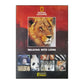 National Geographic: Walking With Lions