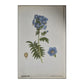 C.A.M. Lindman: Nordens Flora