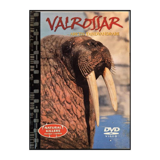 Natural Killers 36: Valrossar – Arktis Tandvandrare